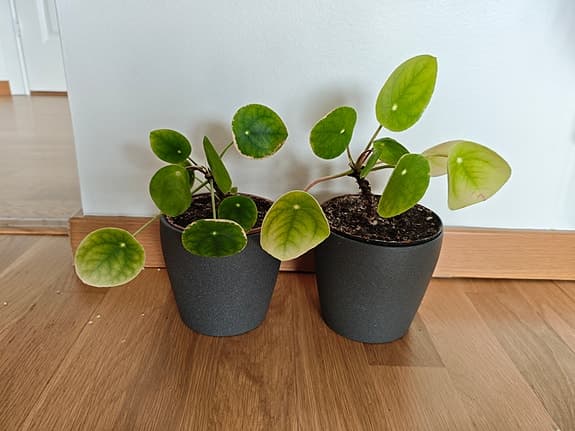 Two Pilea Elephant Ear Houseplants in Grey Pots
