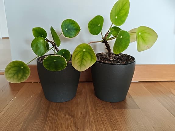 Two Pilea Elephant Ear Houseplants in Grey Pots