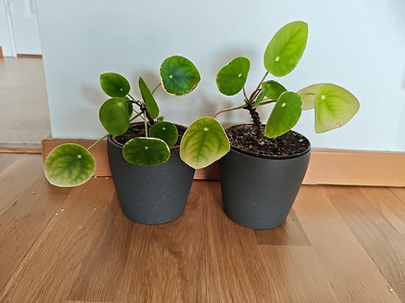 Two Pilea Elephant Ear Houseplants in Grey Pots