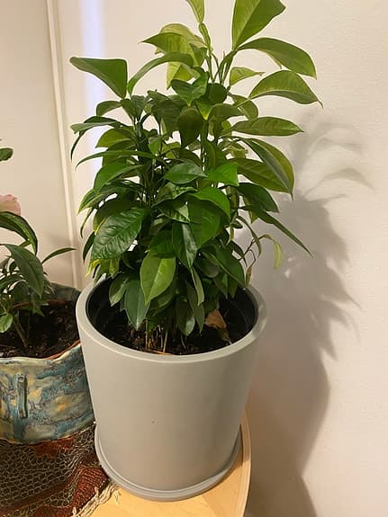 Citrus växt i grå kruka