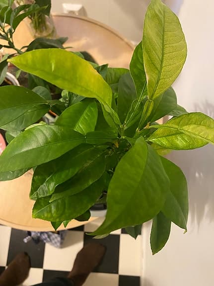Citrus växt i grå kruka
