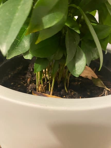 Citrus växt i grå kruka