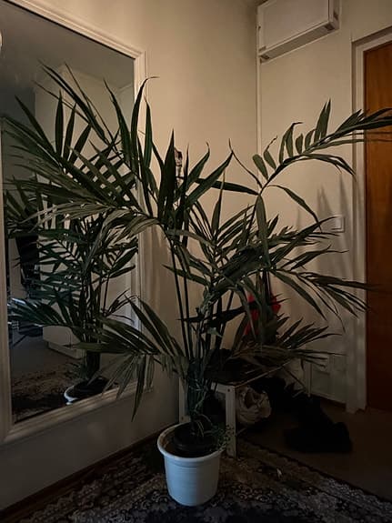 Stor grön krukväxt palm i vit kruka