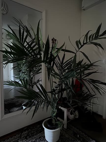 Stor grön krukväxt palm i vit kruka