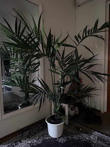 Stor grön krukväxt palm i vit kruka