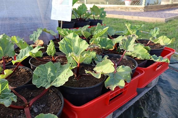 Kraftiga rabarberplantor 'Victoria' – övervintrade och odlingsklara