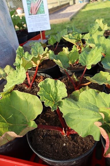 Kraftiga rabarberplantor 'Victoria' – övervintrade och odlingsklara
