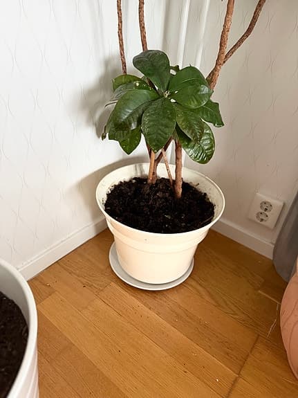 Grön krukväxt i vit kruka