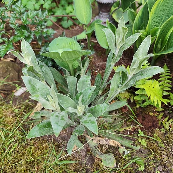 Purpurklätt planta ca 30 cm hög med 5-6 blomställningar