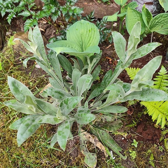 Purpurklätt planta ca 30 cm hög med 5-6 blomställningar