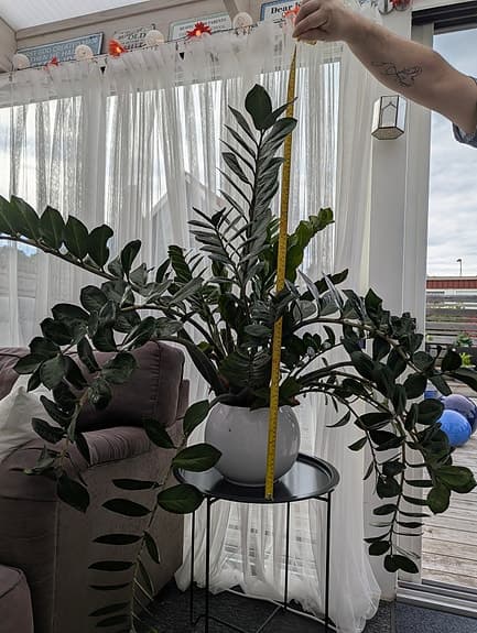 Stor frodig garderobsblomma i kruka