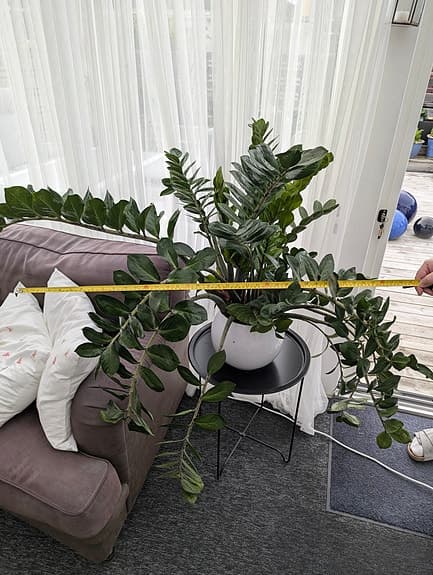 Stor frodig garderobsblomma i kruka