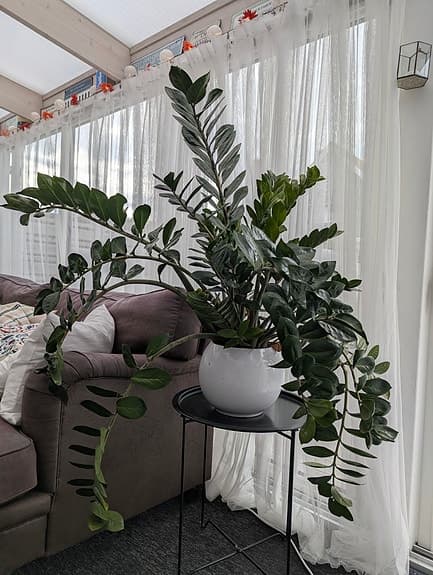 Stor frodig garderobsblomma i kruka