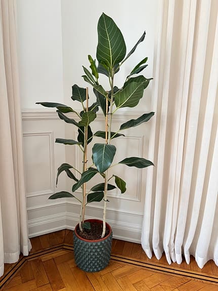 Ficus med kruka från DBKD
