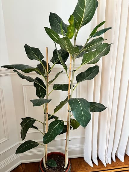 Ficus med kruka från DBKD