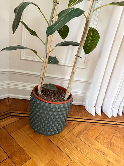 Ficus med kruka från DBKD