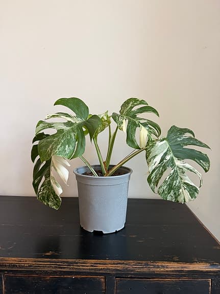 Monstera variegata krukväxt i kruka