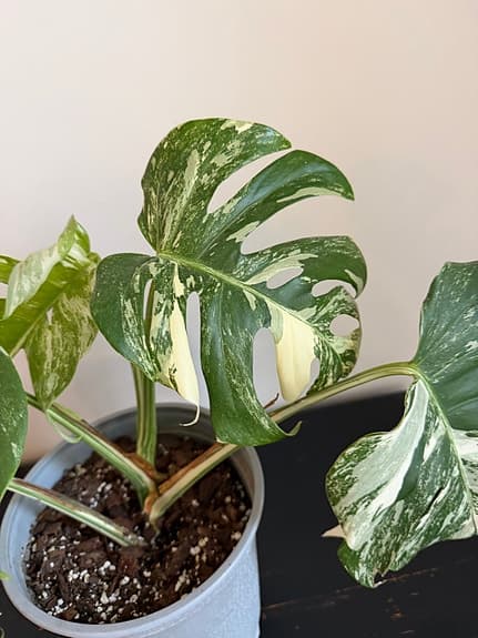 Monstera variegata krukväxt i kruka