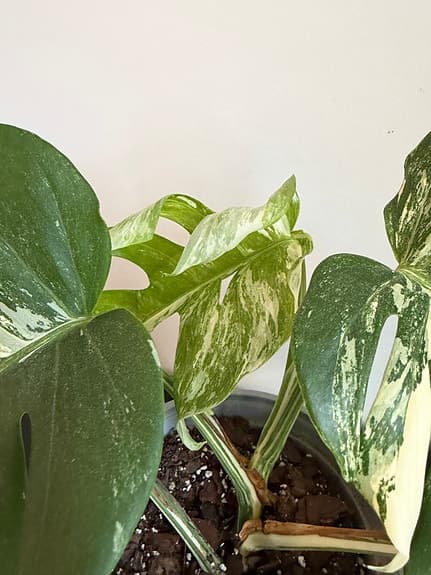 Monstera variegata krukväxt i kruka