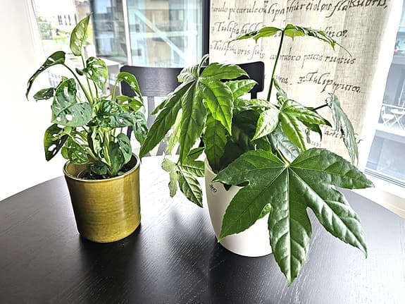 Nya krukväxter: Japansk Aralia & liten Monstera, ytterkrukor ingår