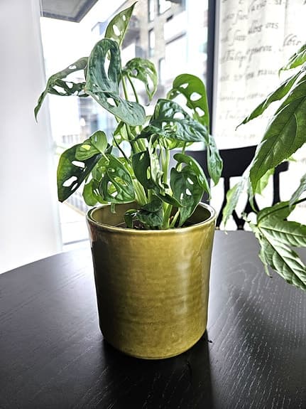Nya krukväxter: Japansk Aralia & liten Monstera, ytterkrukor ingår