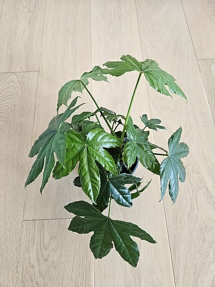 Nya krukväxter: Japansk Aralia & liten Monstera, ytterkrukor ingår