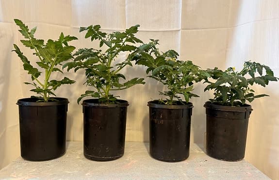 8 st Tomatplantor i kruka ger gula körsbärstomater