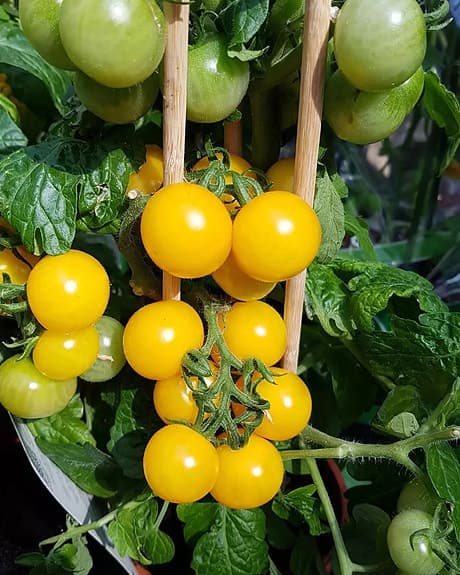 8 st Tomatplantor i kruka ger gula körsbärstomater