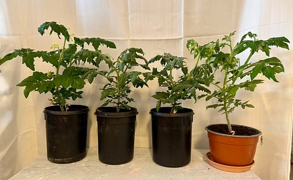8 st Tomatplantor i kruka ger gula körsbärstomater