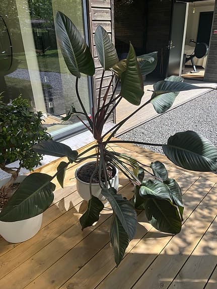 Stor krukväxt Philodendron med mörkgröna blad