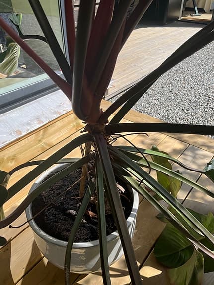 Stor krukväxt Philodendron med mörkgröna blad