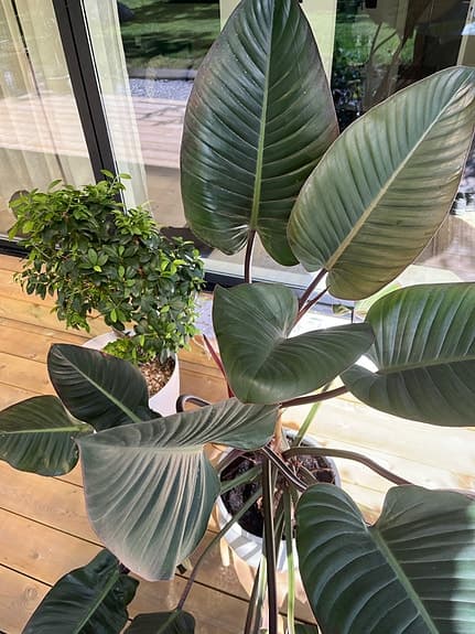 Stor krukväxt Philodendron med mörkgröna blad