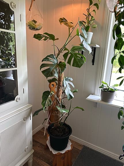 Monstera variegata klätterväxt i kruka