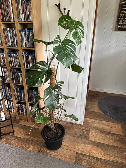 Monstera variegata klätterväxt i kruka