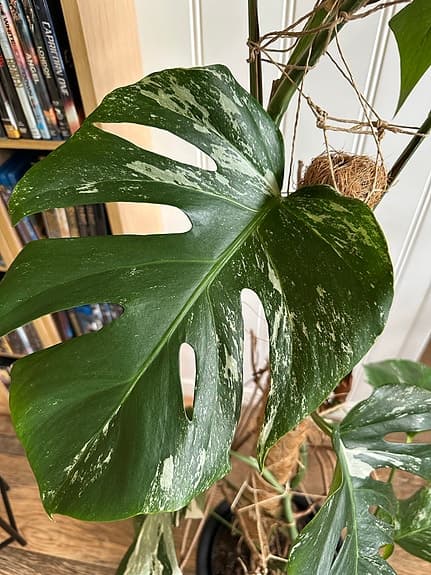 Monstera variegata klätterväxt i kruka