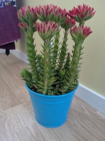 Grön krukväxt med rosa blommor i blå kruka