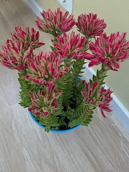 Grön krukväxt med rosa blommor i blå kruka