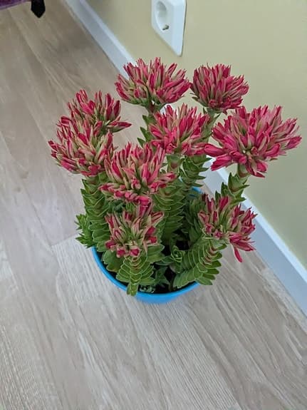 Grön krukväxt med rosa blommor i blå kruka