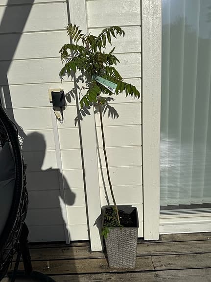 Rhus Typhina Rönnsumak