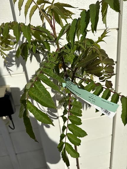 Rhus Typhina Rönnsumak