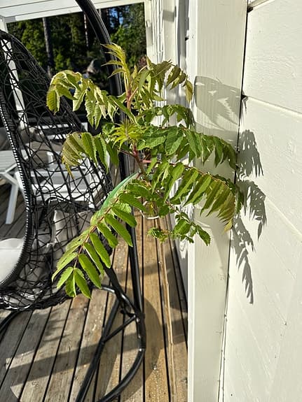Rhus Typhina Rönnsumak