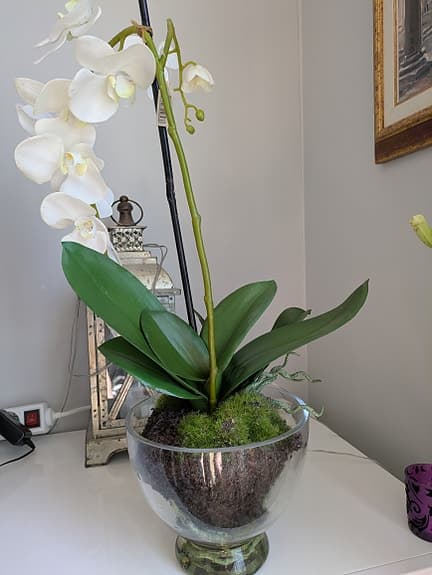Orchidé konstväxt 61 cm