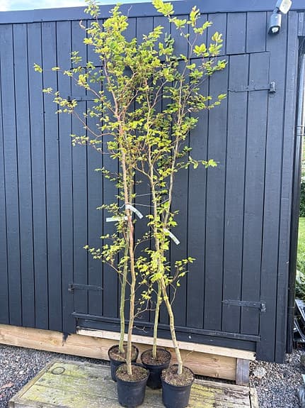 Bokhäck/plantor i kruka