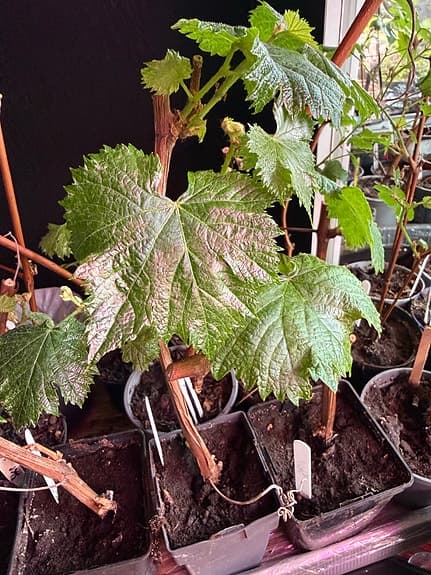 Vindruvor plantor Kyoho von Botrus