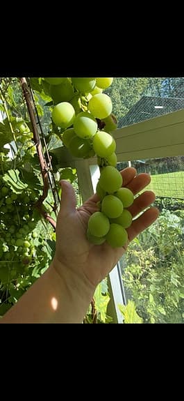 Vindruvor plantor Kyoho von Botrus