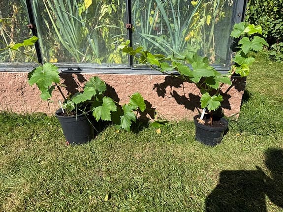 Vindruvor plantor Kyoho von Botrus