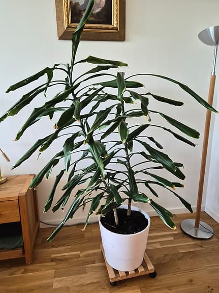 Stor grönväxt