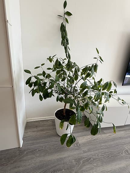 Stora gröna krukväxter i vita krukor