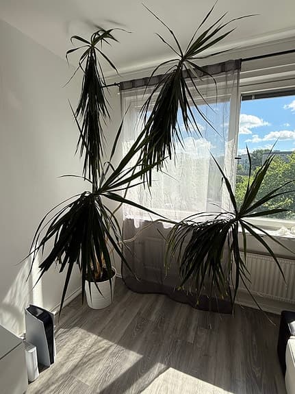 Stora gröna krukväxter i vita krukor