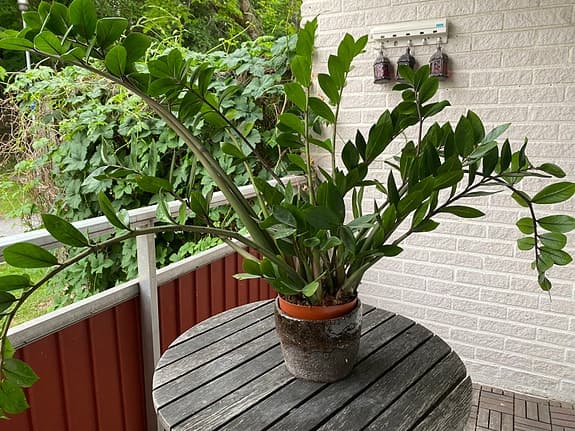 Stor grön krukväxt zamiakalla